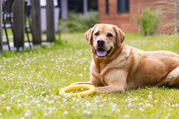 Preview: Apportier-Ring (schwimmfähig)